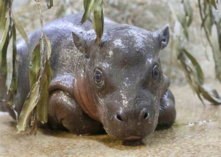 Can you outswim a hippo?