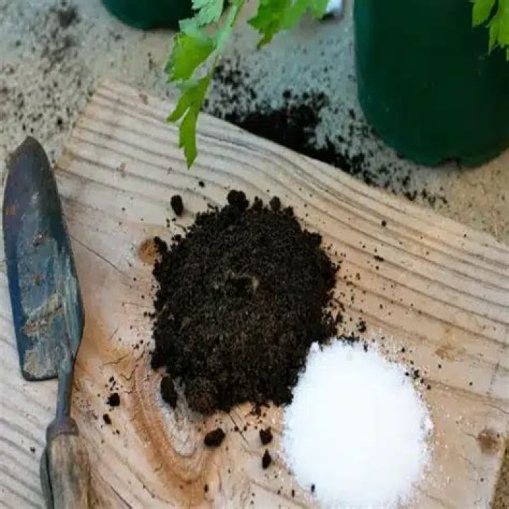 Can you sprinkle Epsom salt around plants?