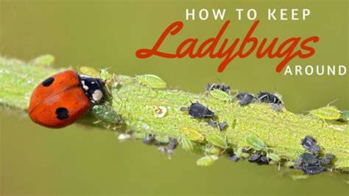 How do you keep ladybugs from coming in?
