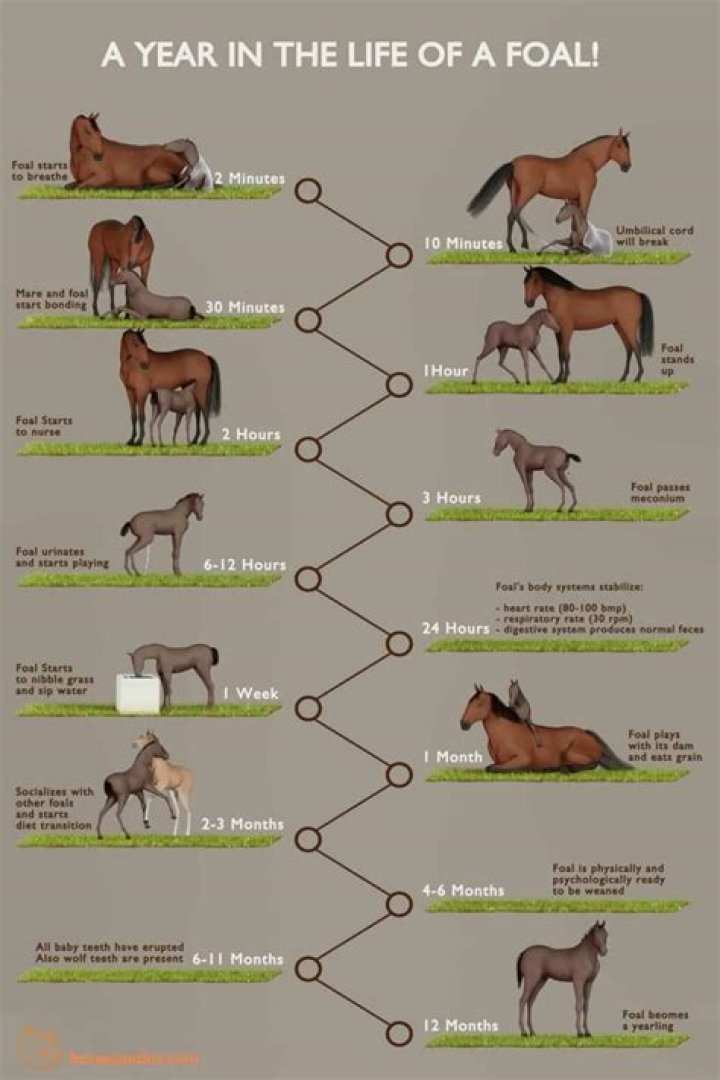 How old can mares have foals?