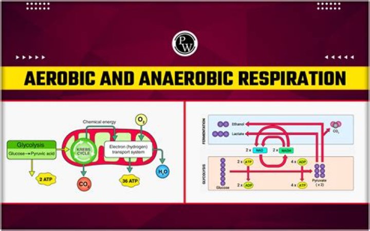 Is anaerobic with or without oxygen?