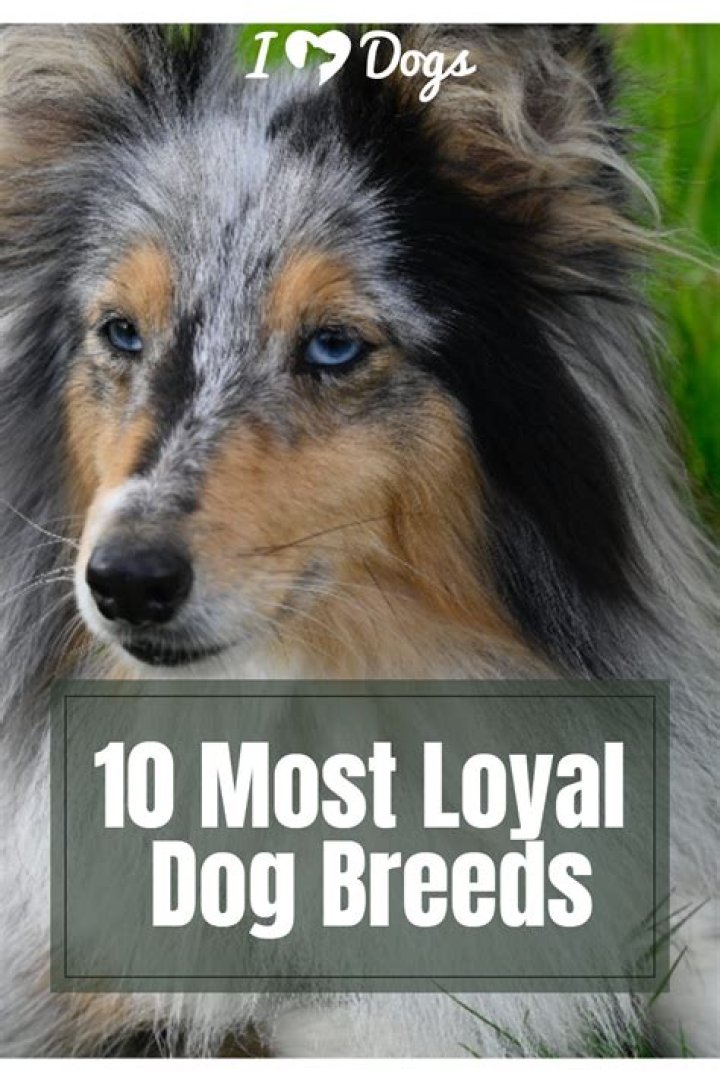 What dog name means loyal?